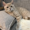 前田トム