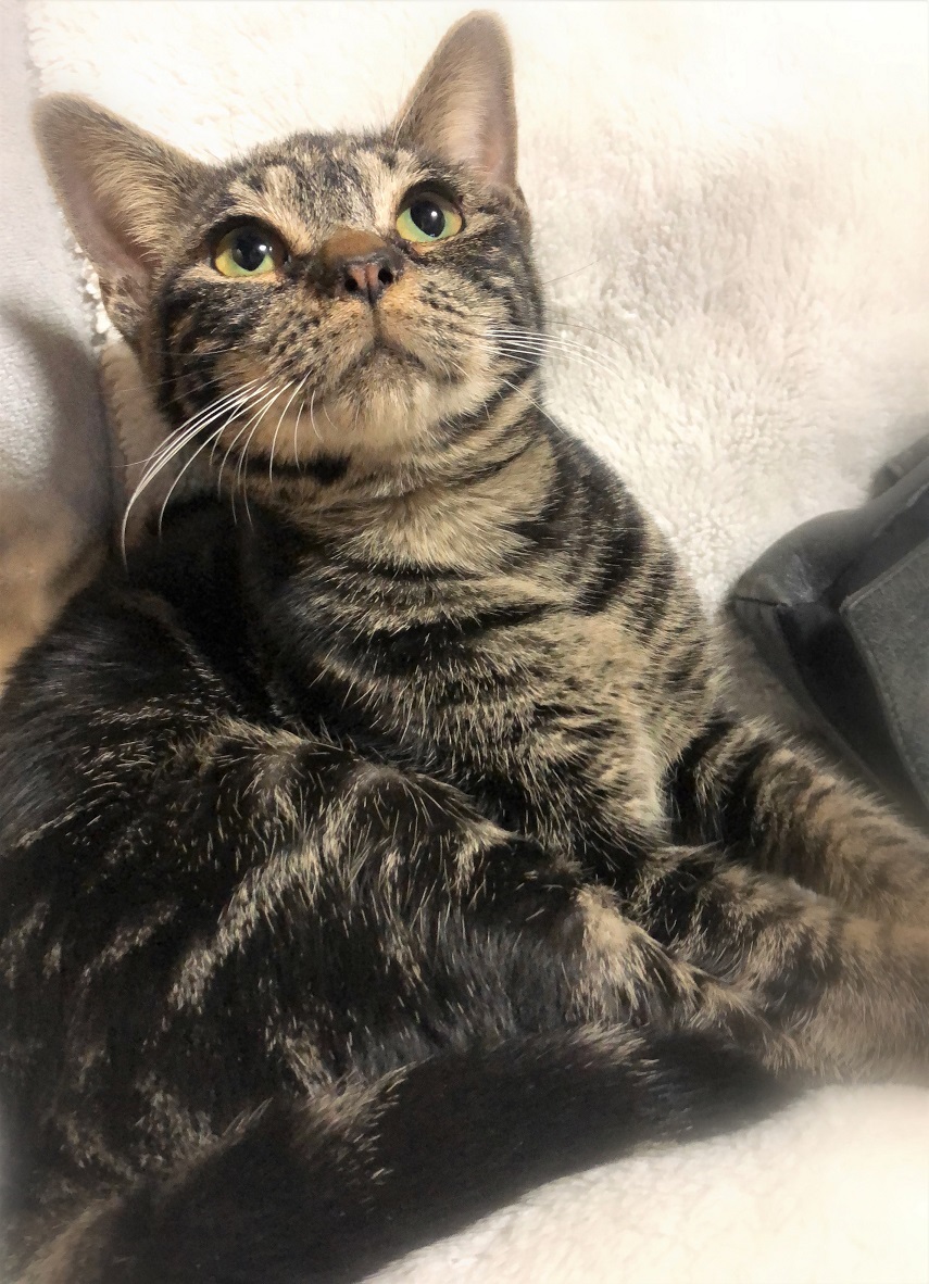 おっとり甘えん坊 ギズモちゃん 愛知県 猫の里親募集 ペットのおうち 月間利用者150万人