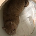 どうか助けてあげてください