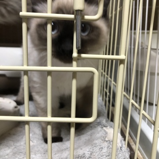 シャム混血　４ヶ月