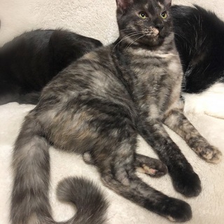 パステルさび女の子☆ココちゃん