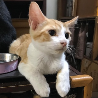 元気な甘えん坊です！