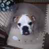 ブルドッグ★男の子★すぐお散歩に行けます！ サムネイル6