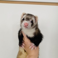 しらこ
