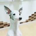 イタグレの女の子
