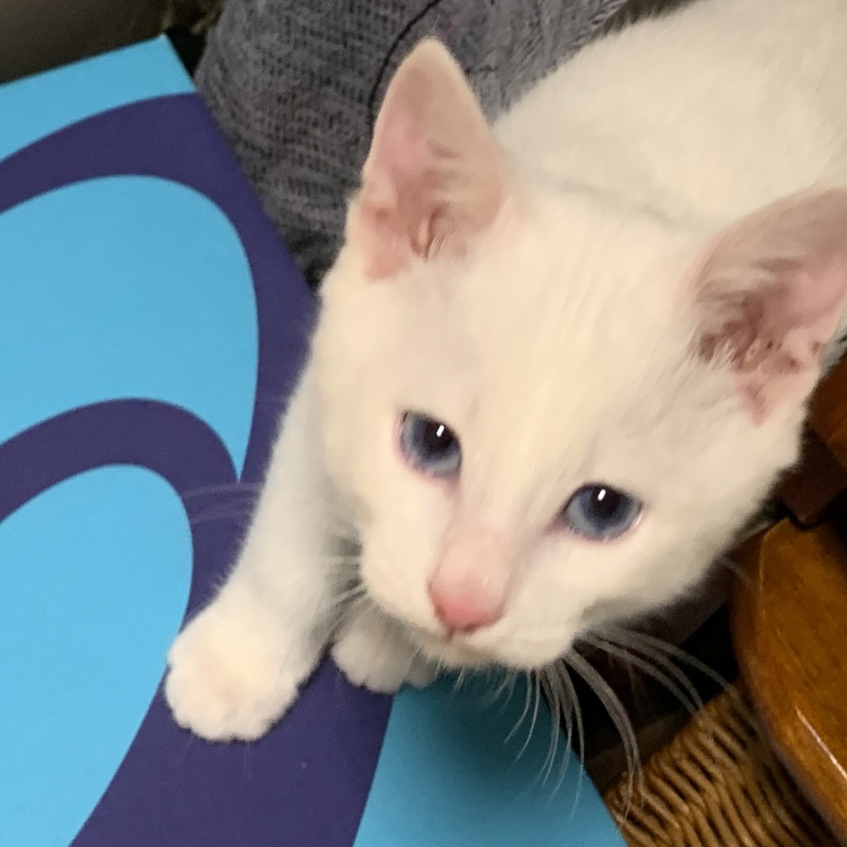 パウのカバー写真