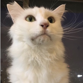 優しくて穏やか、モフモフのキララ君❗️