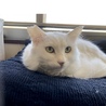 優しくて穏やか、モフモフのキララ君❗️ サムネイル5