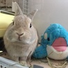 ひま