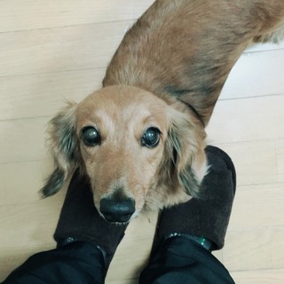 ダックスの男の子