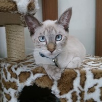 木ノ実（このみ）