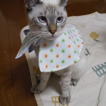 木ノ実（このみ）の写真