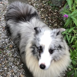 すごく甘ったれな男の子７～８歳くらい