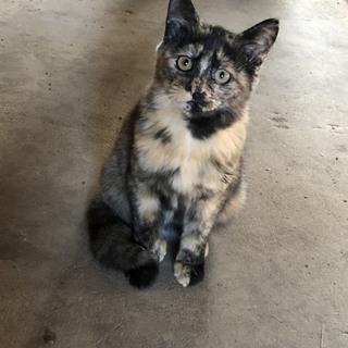 とてもユニークな柄のサビ猫の女の子（推定3か月）