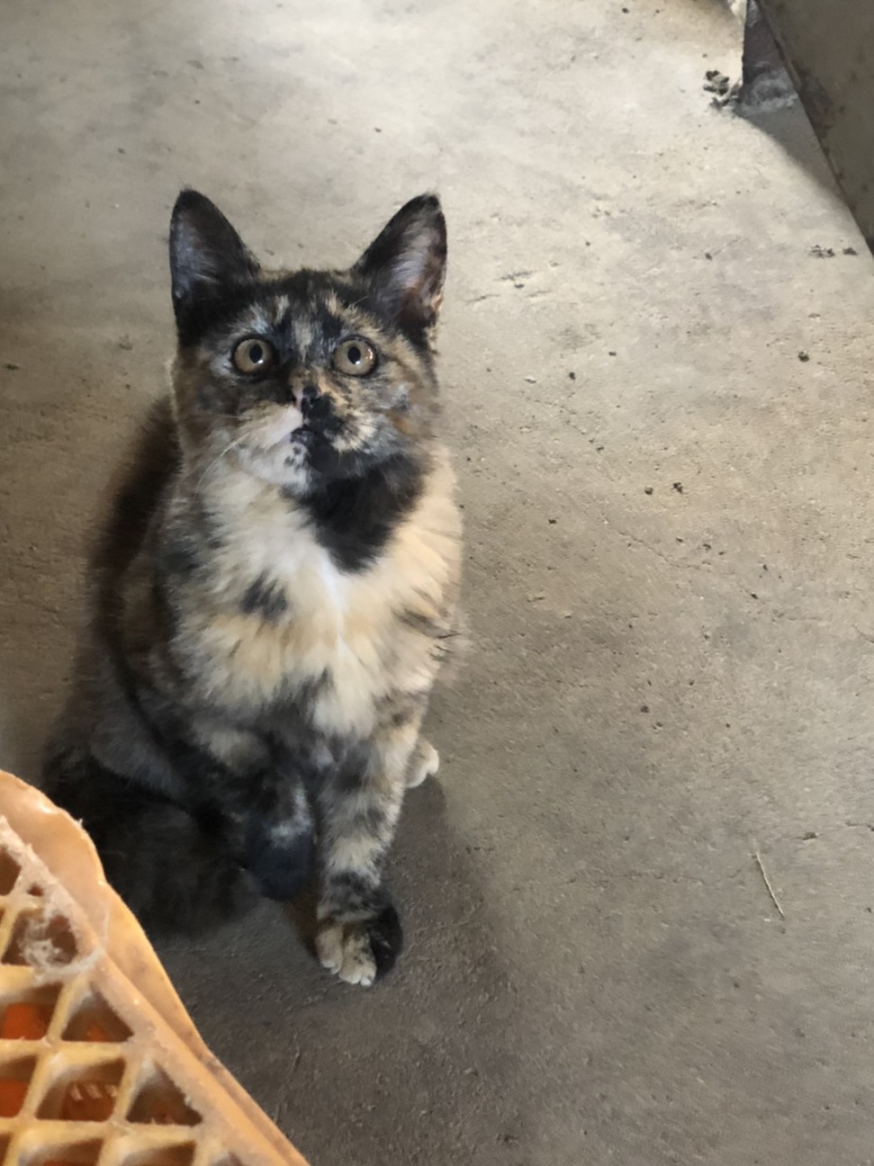 とてもユニークな柄のサビ猫の女の子（推定3か月） サムネイル7