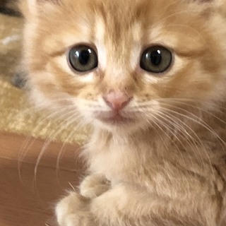 フワフワ茶色のえむちゃん　元気な暴れん坊　えすくん