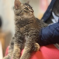 上尾市多頭飼育崩壊から保護