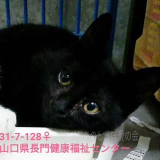 ゴロゴロちび猫姉妹(>_<)最終期限27日！