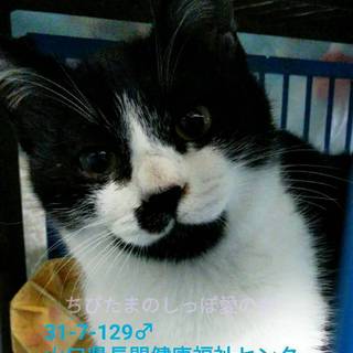 ゴロスリ兄妹の男の子！！甘えん坊です！