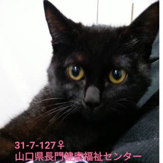ゴロゴロちび猫4兄妹！！甘えん坊です。
