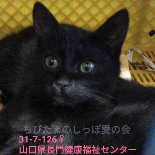 甘えん坊のちびクロ姉妹！最終期限27日(>_<)