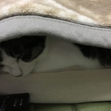 潜るニャンちゅう(´∀｀)