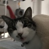 ニャンちゅう(´∀｀)
