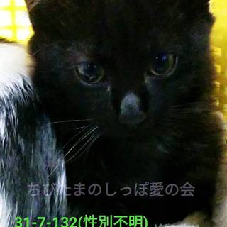 5匹の持ち込み子猫達①！！最終期限27日(>_<)
