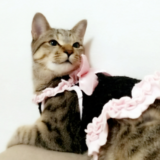 ベンガル猫風！超人懐っこい、愛されキャラの伊織くん