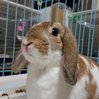 保護うさぎ ルークくん
