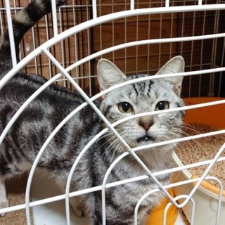 アメリカンショートヘアの翔太くん