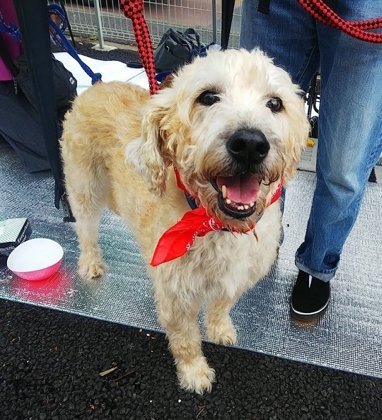 スタンダードプードル ブ 千葉県 犬の里親募集 ペットのおうち 月間利用者150万人