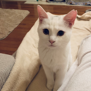 一緒に寝んねしてくれるママを探してますにゃ♡