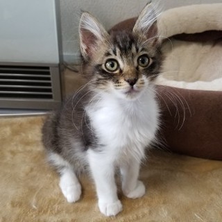 ふわんふわんのお転婆娘