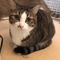 お目目もお顔もまん丸☆癒し系チャイちゃん♡