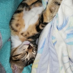 「ウザい？いや、かわいい！」サムネイル3