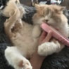 momomomomo