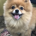 ポメラニアンももちゃん
