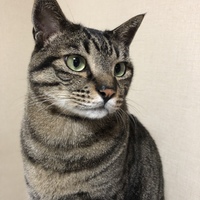 ナムル