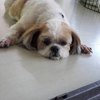 高齢シーズー君