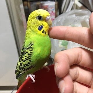 セキセイインコ 手乗りの女の子 