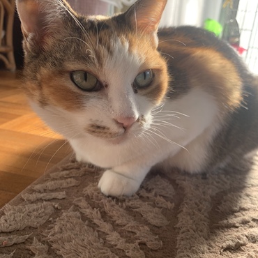 里親募集で引き取ったミケちゃん