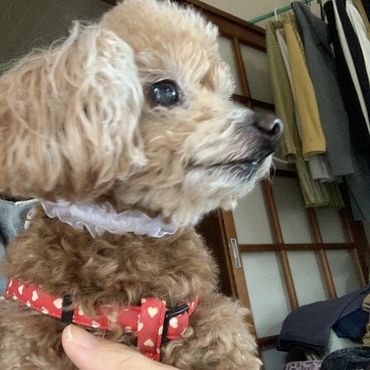一時預かりで3ヶ月うちにいたポッケくん