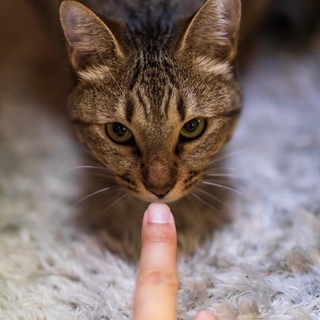 女王様系女子、里親募集中です
