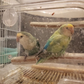 コザクラインコペア里親募集中です！