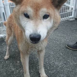 ！！緊急！！香川県迷子・仁尾町柴わんこ