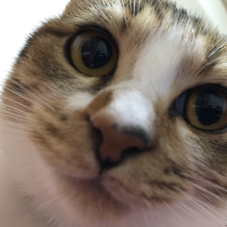 つむぎのカバー写真