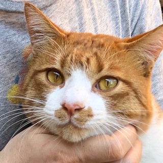 おっとりやさしい*ちょっと大きめ茶白くん*優しい子