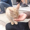 猫cafeに行きました！癒されました！