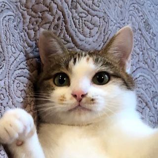 人大好き！ベビーフェイス＊丸顔三毛ちゃん